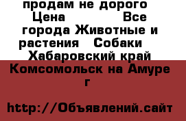 продам не дорого › Цена ­ 10 000 - Все города Животные и растения » Собаки   . Хабаровский край,Комсомольск-на-Амуре г.